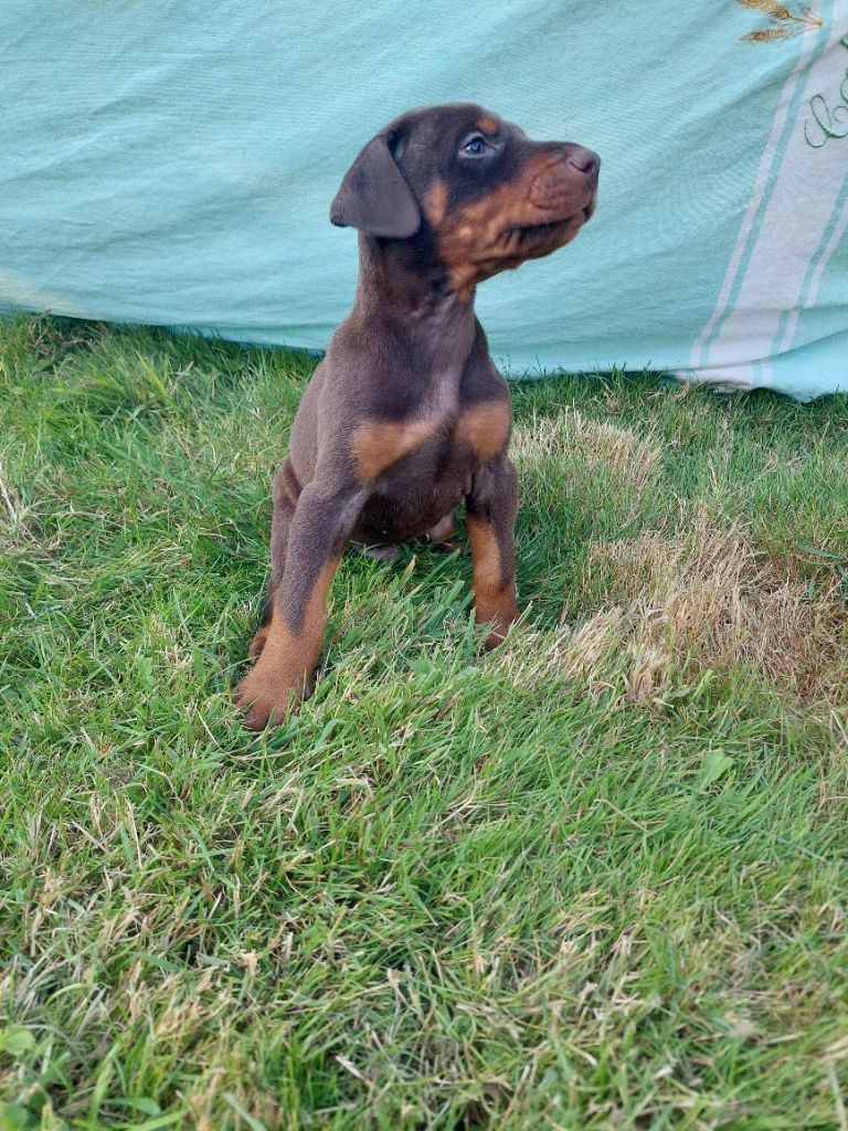 Des Roses Noires De Feu - Chiot disponible  - Dobermann