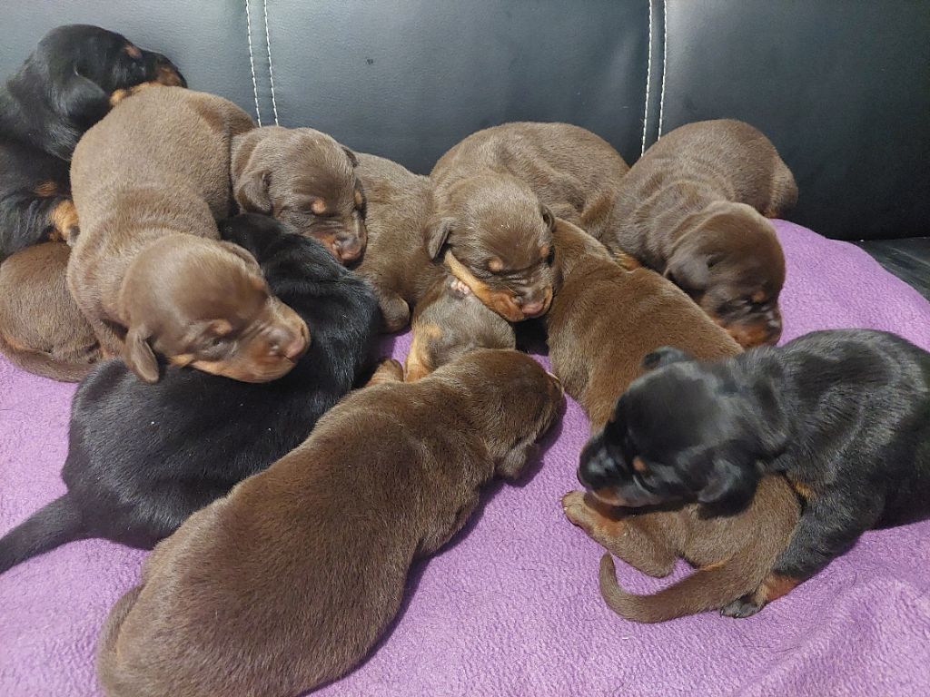 chiot Dobermann Des Roses Noires De Feu