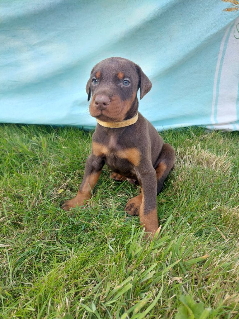 Des Roses Noires De Feu - Chiot disponible  - Dobermann