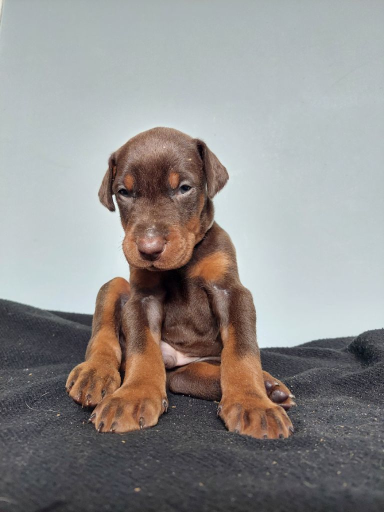 Des Roses Noires De Feu - Chiot disponible  - Dobermann