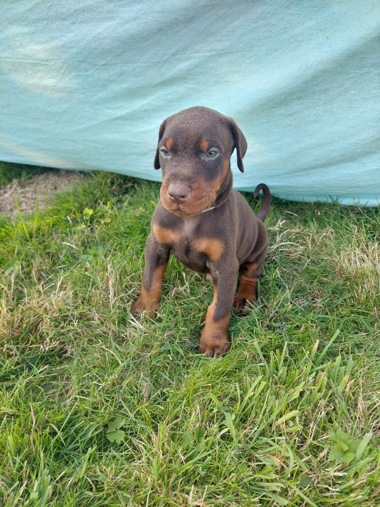 Des Roses Noires De Feu - Chiot disponible  - Dobermann