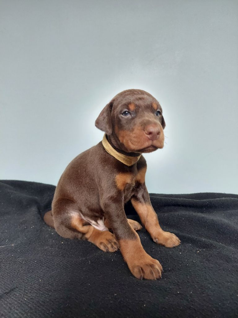 Des Roses Noires De Feu - Chiot disponible  - Dobermann