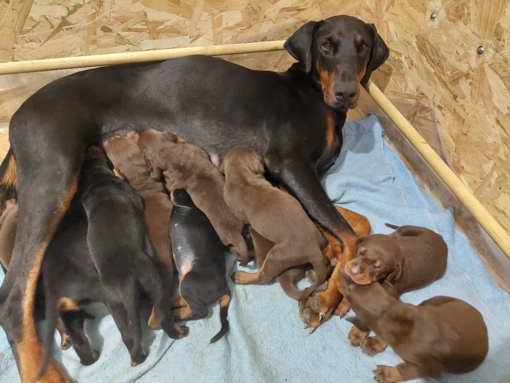 chiot Dobermann Des Roses Noires De Feu