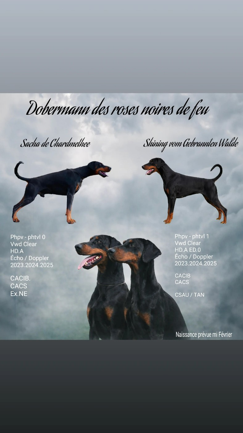 Confirmation de Gestation Sacha X Shining