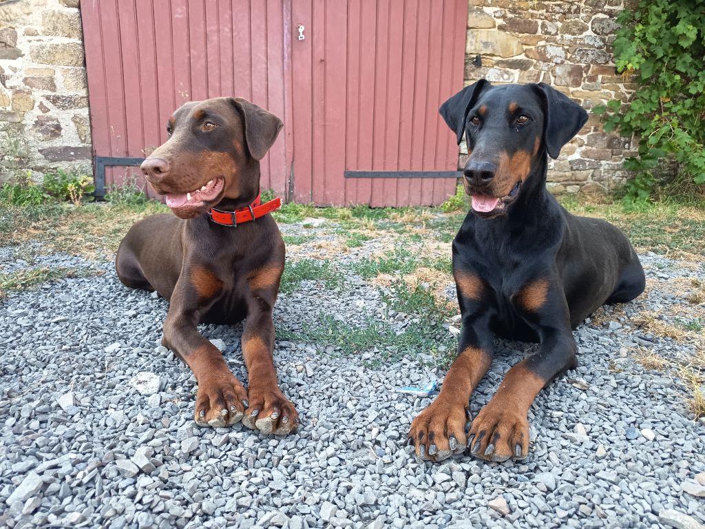 Shining et Voodoo 
