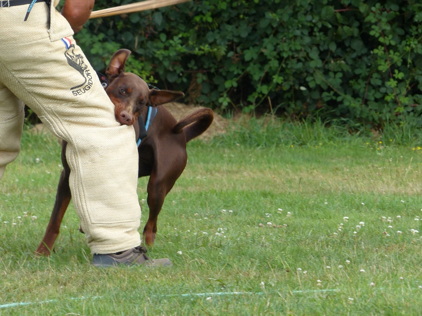 Voodoo des roses noires de feu