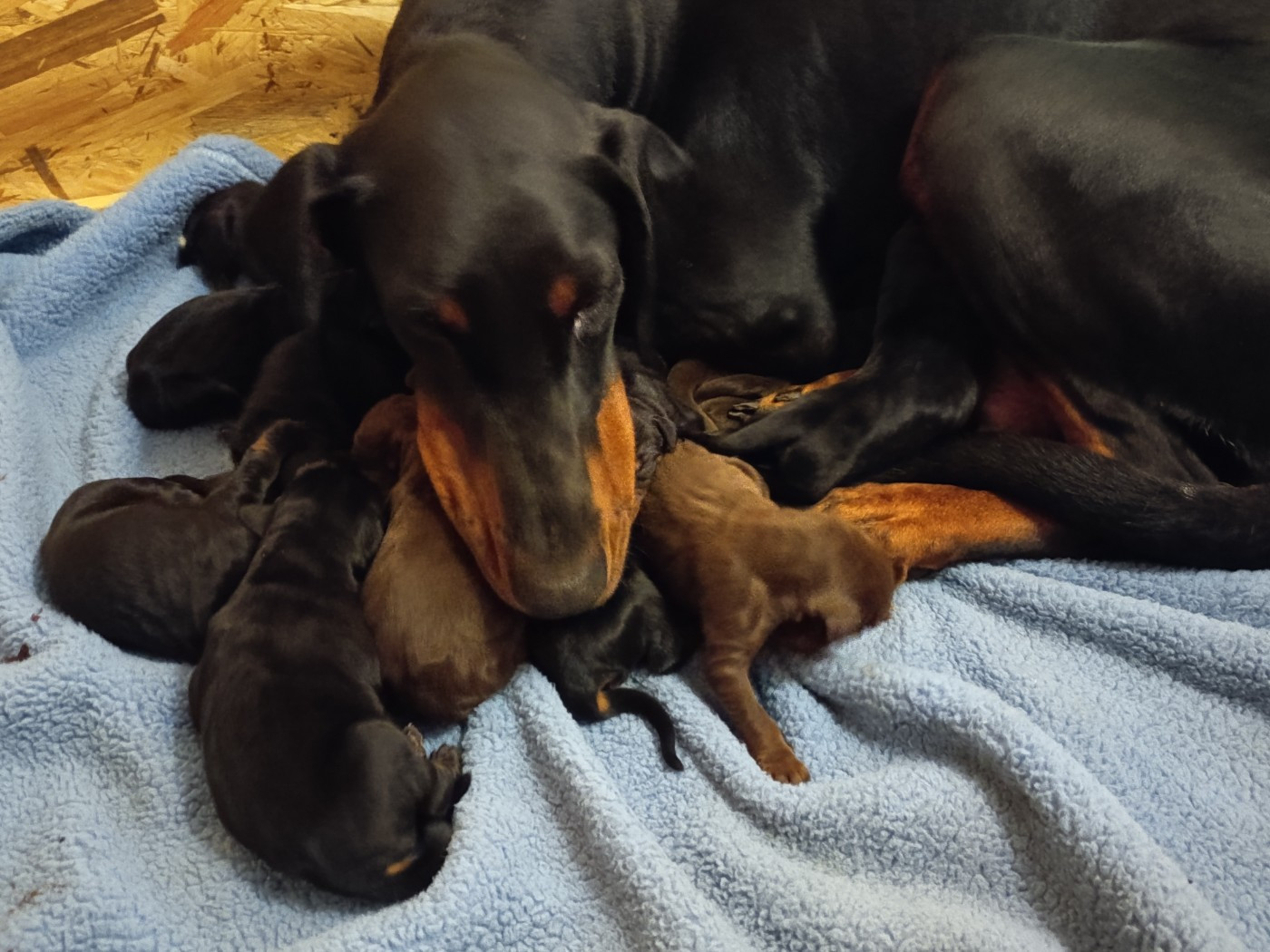 Chiots Sacha de Chardmethee X Shining vgw