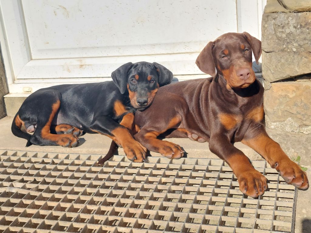 Chiots Focus Gold X Shining vgw