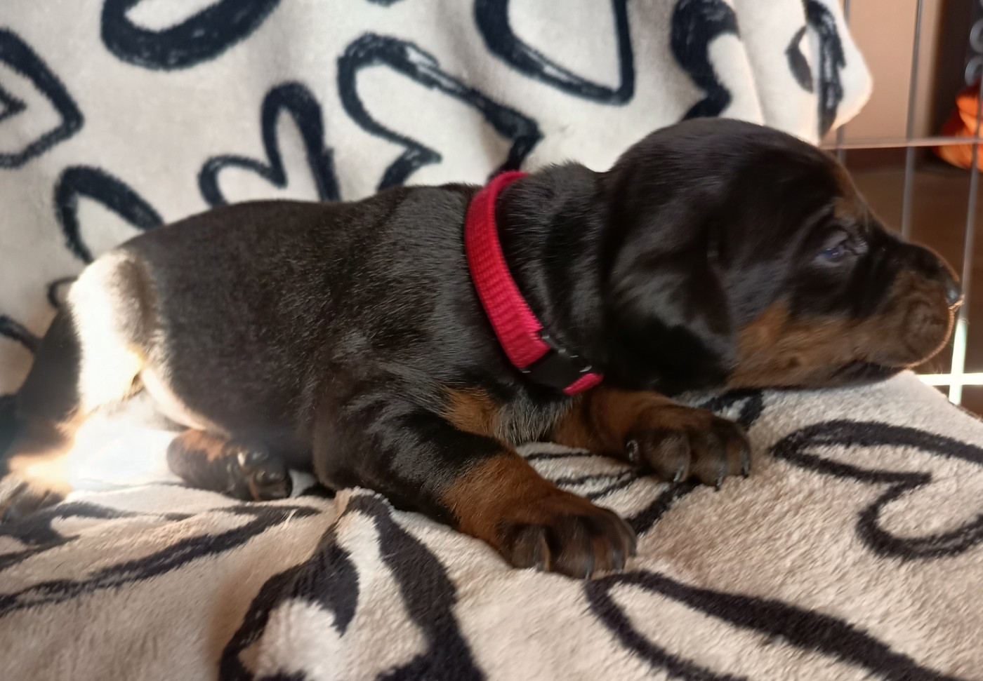 Des Roses Noires De Feu - Chiots disponibles - Dobermann