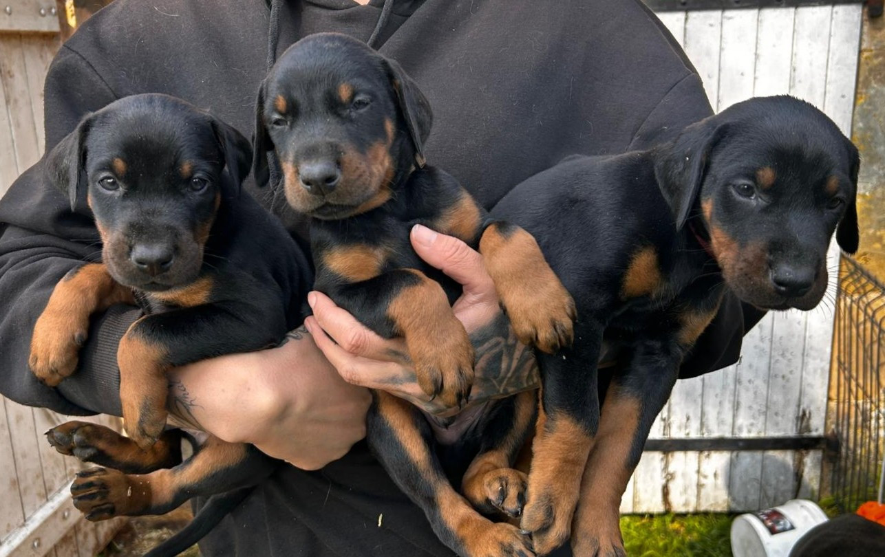 Des Roses Noires De Feu - Chiots disponibles - Dobermann