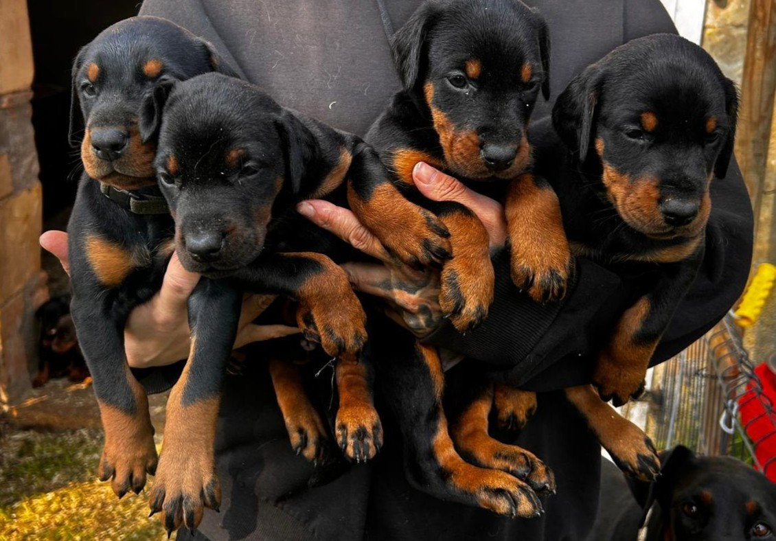 Des Roses Noires De Feu - Dobermann - Portée née le 16/02/2026